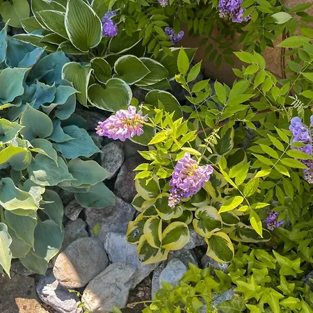 Pod Brehom Affittacamere Terchová